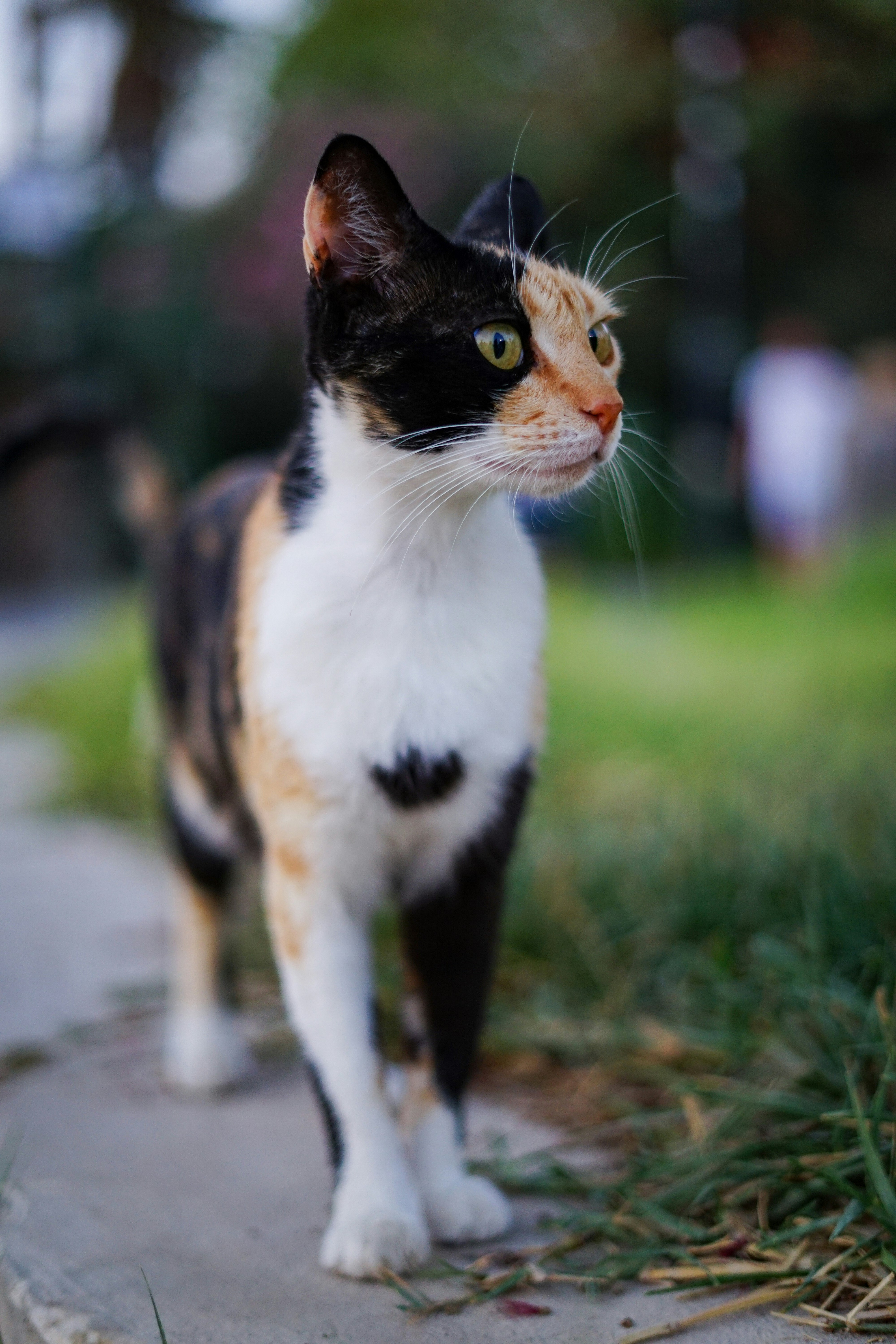 calico cat on gray concrete floor